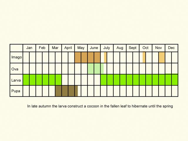  Life stages table Copyright Martin Evans 