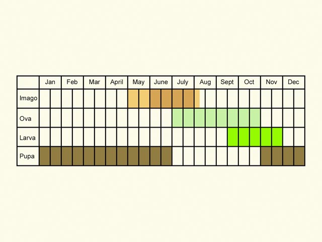  Life stages table Copyright Martin Evans 