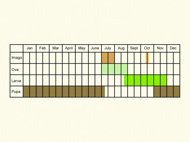  Life stages table Copyright Martin Evans 