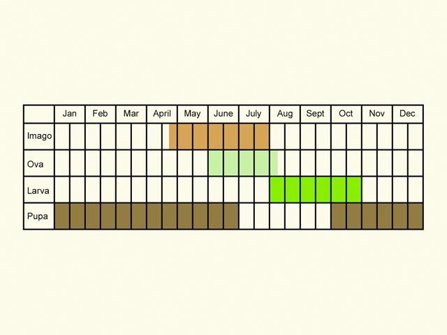  Life stages table Copyright Martin Evans 