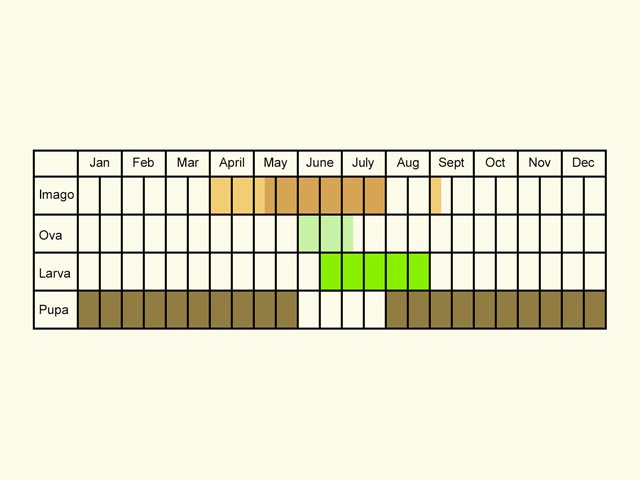  Life stages table Copyright Martin Evans 