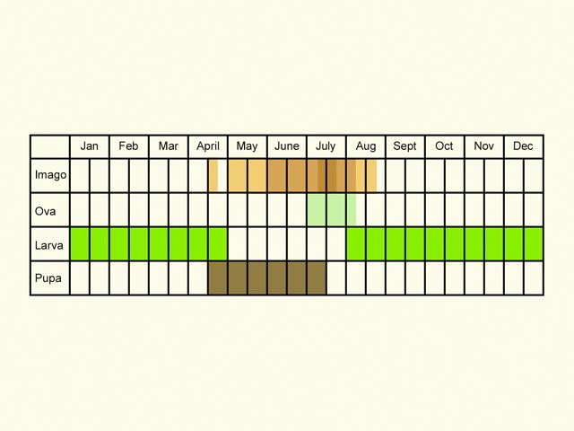  Life stages table Copyright Martin Evans 