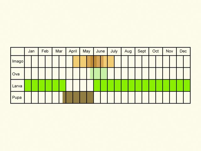  Life stages table Copyright Martin Evans 