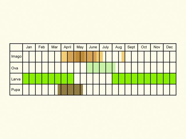  Life stages table Copyright Martin Evans 