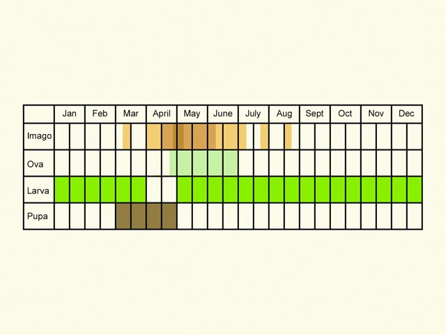  Life stages table Copyright Martin Evans 