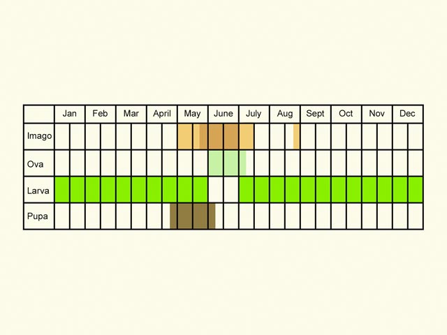  Life stages table Copyright Martin Evans 