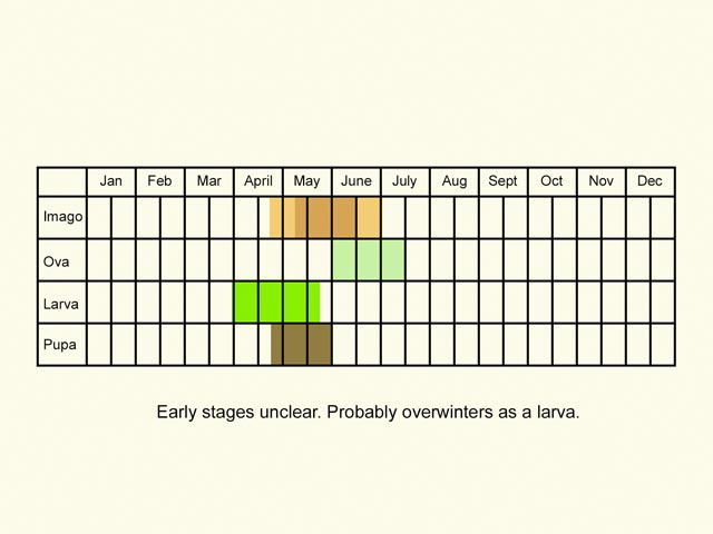  Life stages table Copyright Martin Evans 