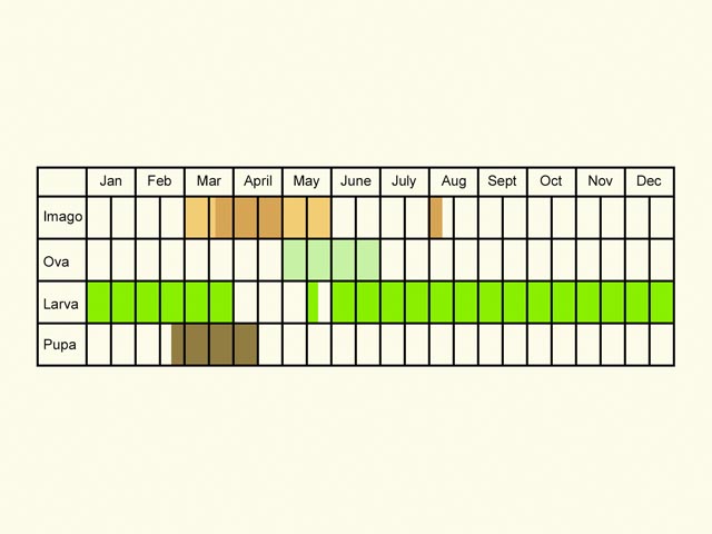  Life stages table Copyright Martin Evans 