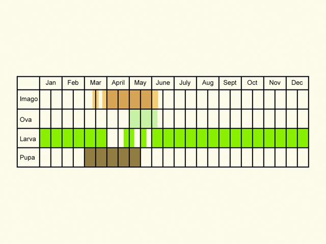  Life stages table Copyright Martin Evans 