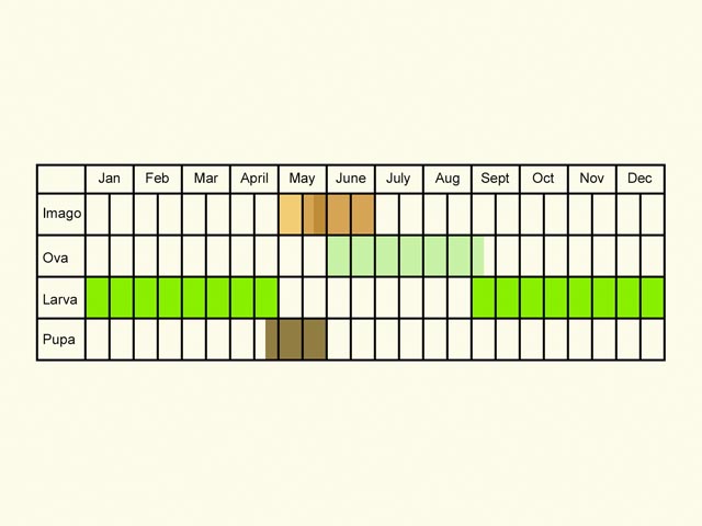  Life stages table Copyright Martin Evans 