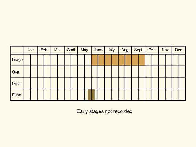  Life stages table Copyright Martin Evans 