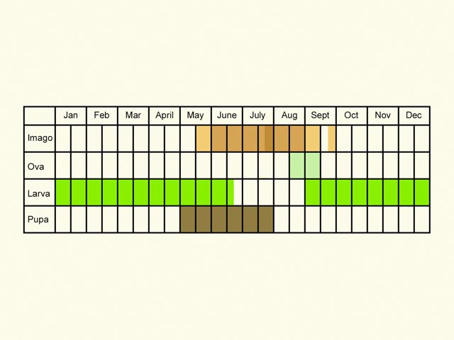  Life stages table Copyright Martin Evans 