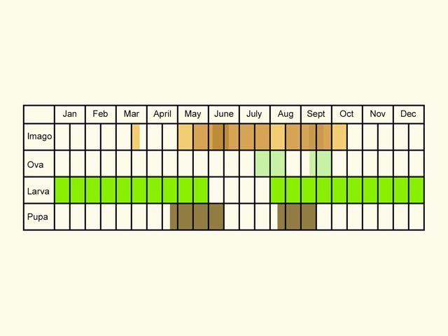  Life stages table Copyright Martin Evans 