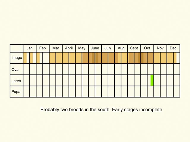  Life stages table Copyright Martin Evans 