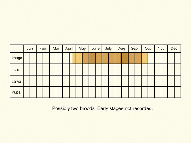  Life stages table Copyright Martin Evans 