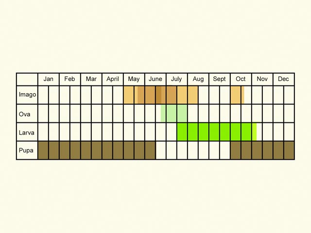  Life stages table Copyright Martin Evans 