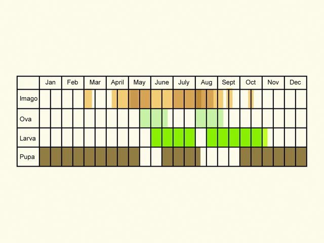  Life stages table Copyright Martin Evans 