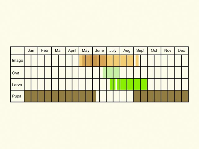  Life stages table Copyright Martin Evans 