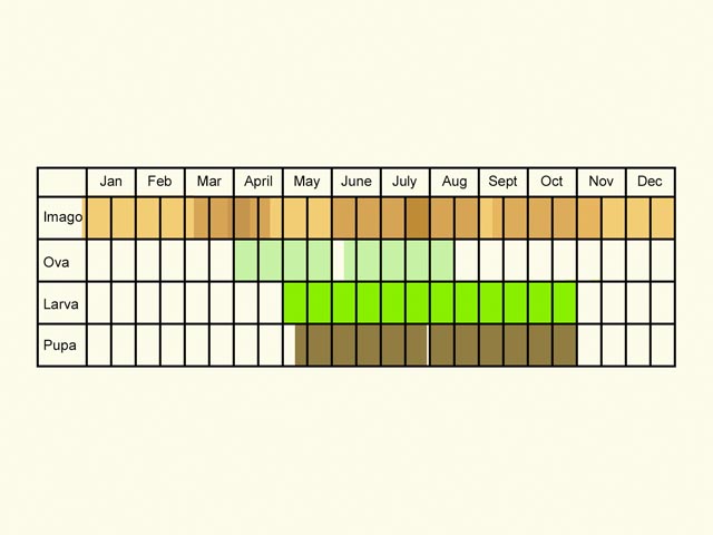  Life stages table Copyright Martin Evans 