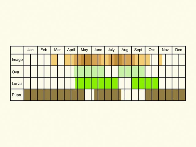  Life stages table Copyright Martin Evans 