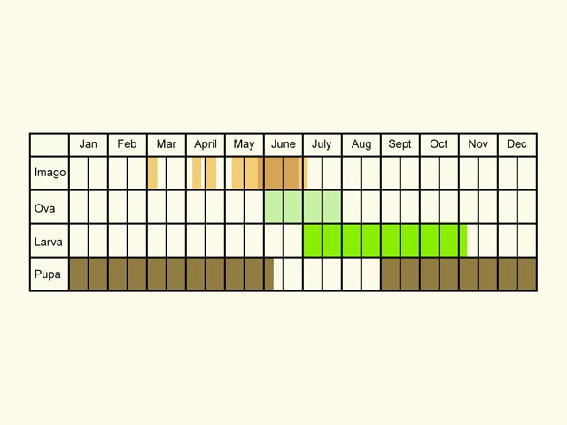  Life stages table Copyright Martin Evans 