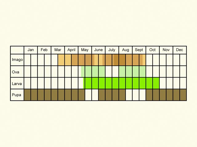  Life stages table Copyright Martin Evans 