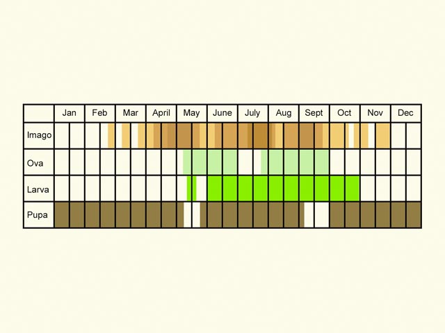  Life stages table Copyright Martin Evans 