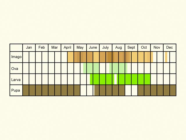  Life stages table Copyright Martin Evans 