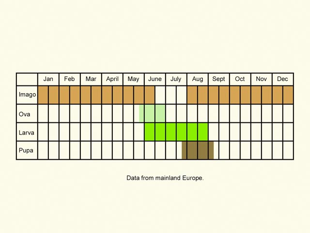  Life stages table Copyright Martin Evans 