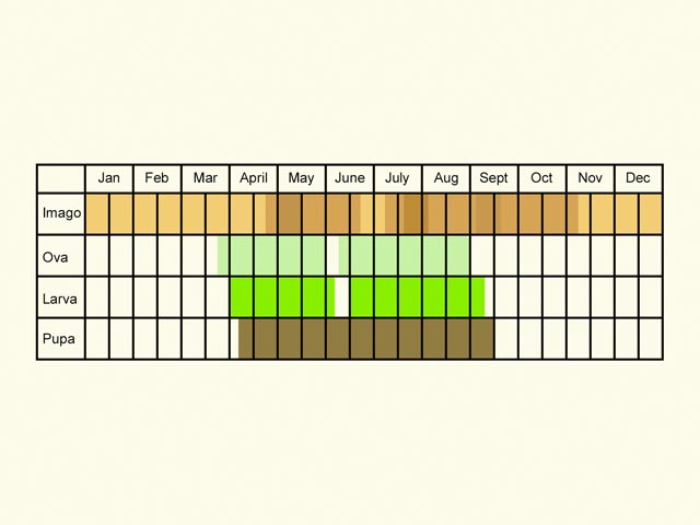  Life stages table Copyright Martin Evans 