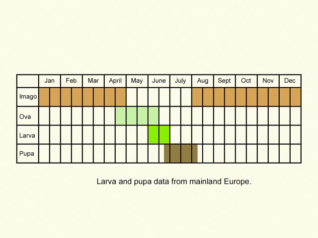  Life stages table Copyright Martin Evans 