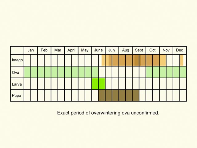  Life stages table Copyright Martin Evans 