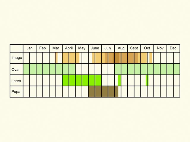  Life stages table Copyright Martin Evans 