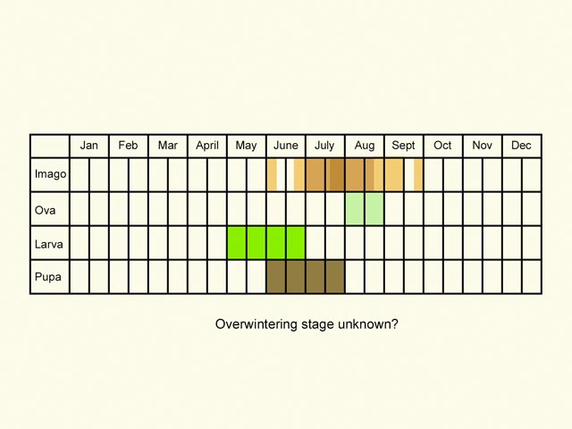  Life stages table Copyright Martin Evans 