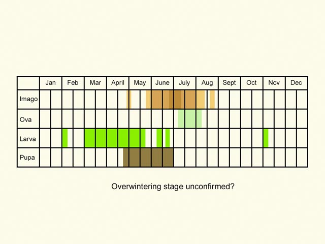  Life stages table Copyright Martin Evans 