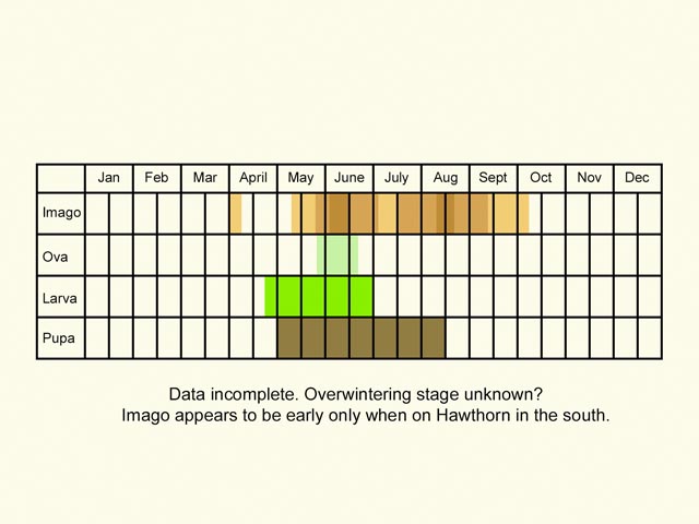  Life stages table Copyright Martin Evans 