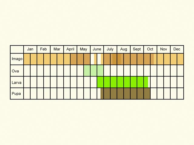  Life stages table Copyright Martin Evans 