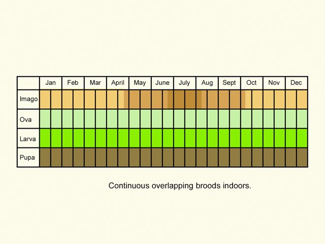  Life stages table Copyright Martin Evans 