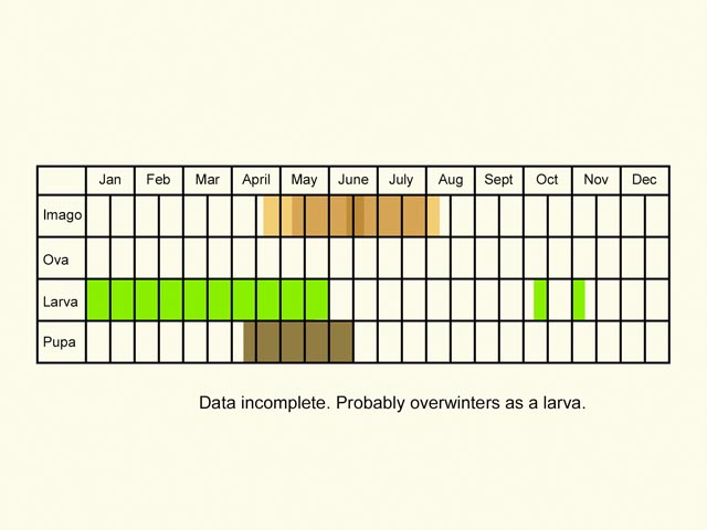  Life stages table Copyright Martin Evans 