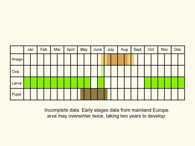  Life stages table Copyright Martin Evans 