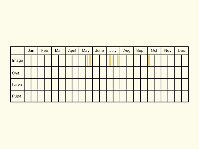  Life stages table Copyright Martin Evans 