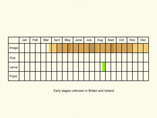  Life stages table Copyright Martin Evans 
