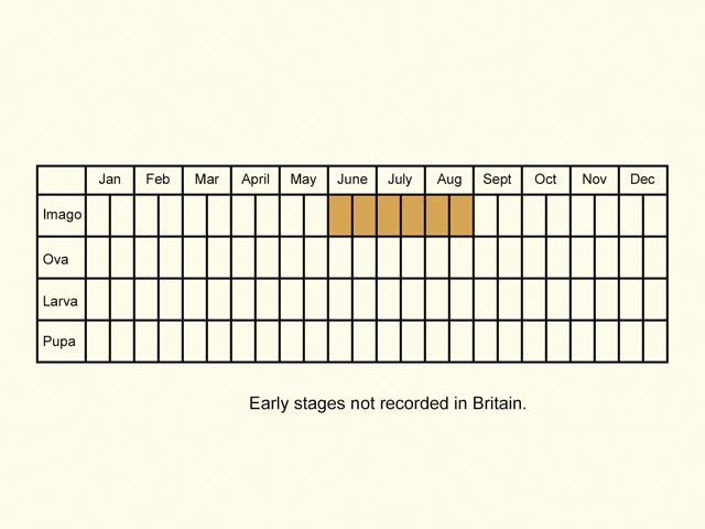  Life stages table Copyright Martin Evans 