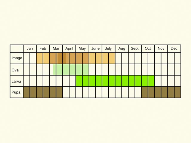  Life stages table Copyright Martin Evans 