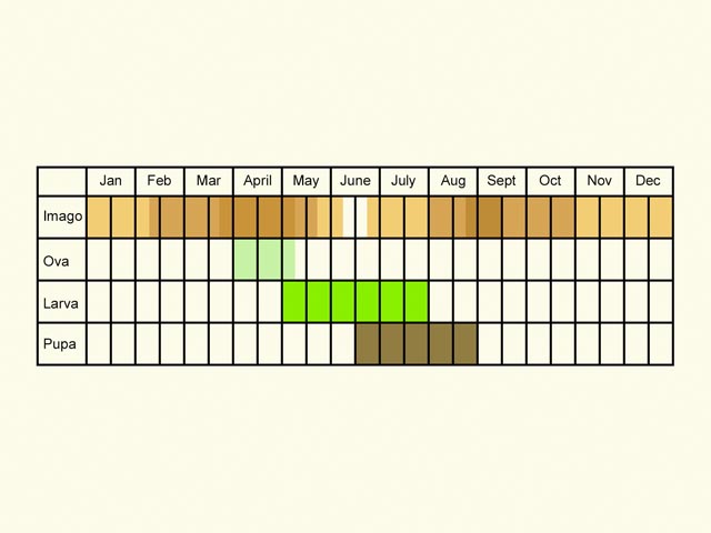  Life stages table Copyright Martin Evans 