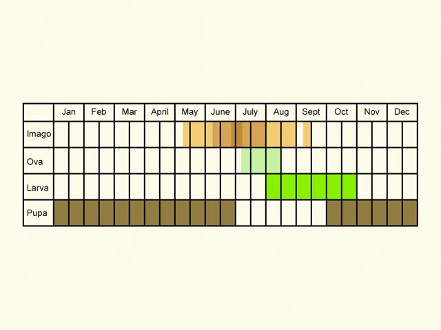  Life stages table Copyright Martin Evans 