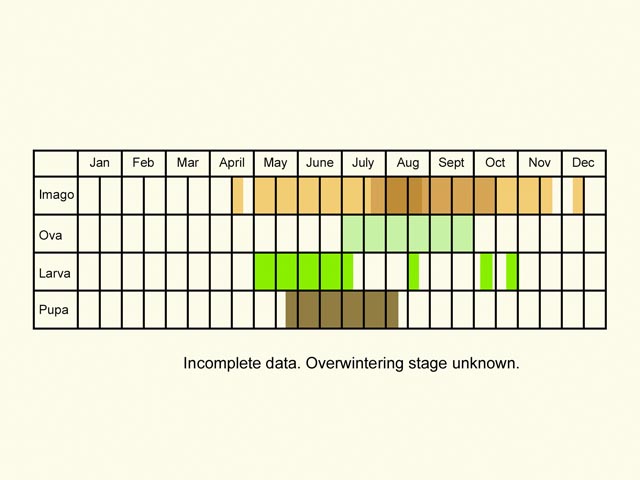  Life stages table Copyright Martin Evans 