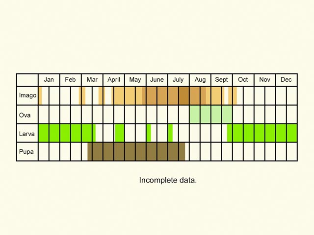  Life stages table Copyright Martin Evans 