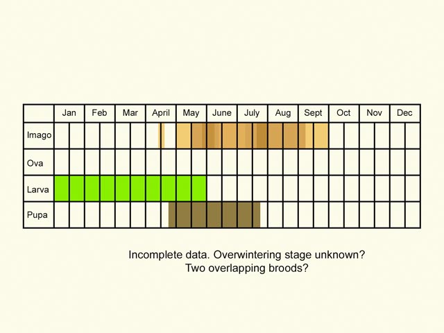  Life stages table Copyright Martin Evans 