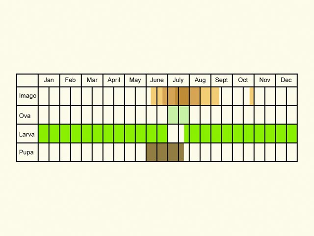  Life stages table Copyright Martin Evans 